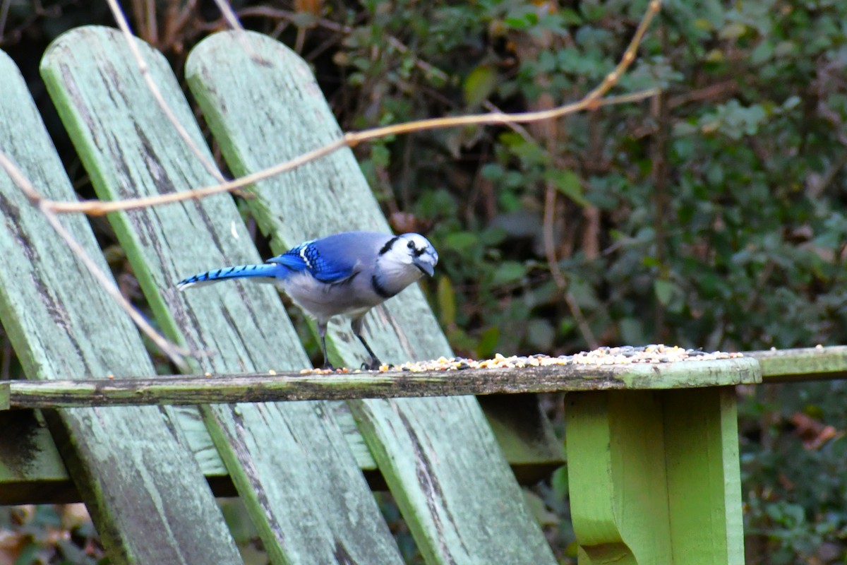 Blue Jay - ML647486298