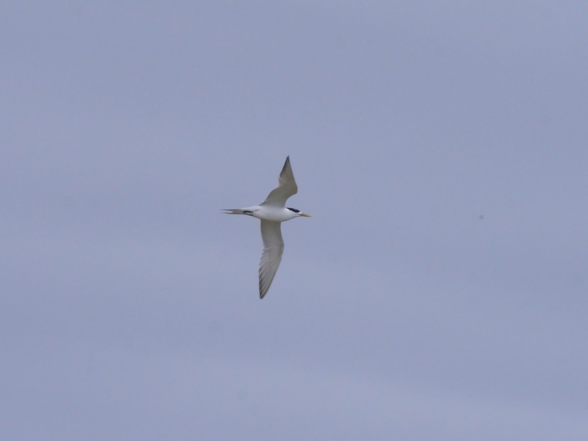Great Crested Tern - ML647486301
