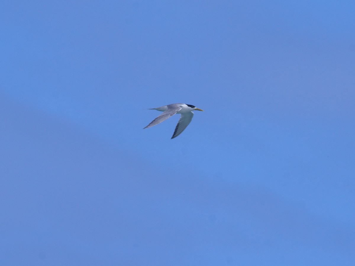Great Crested Tern - ML647486303