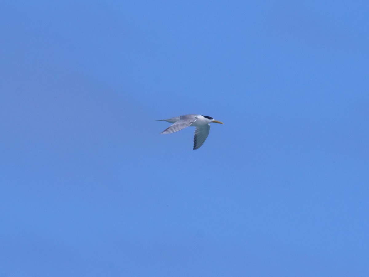 Great Crested Tern - ML647486304