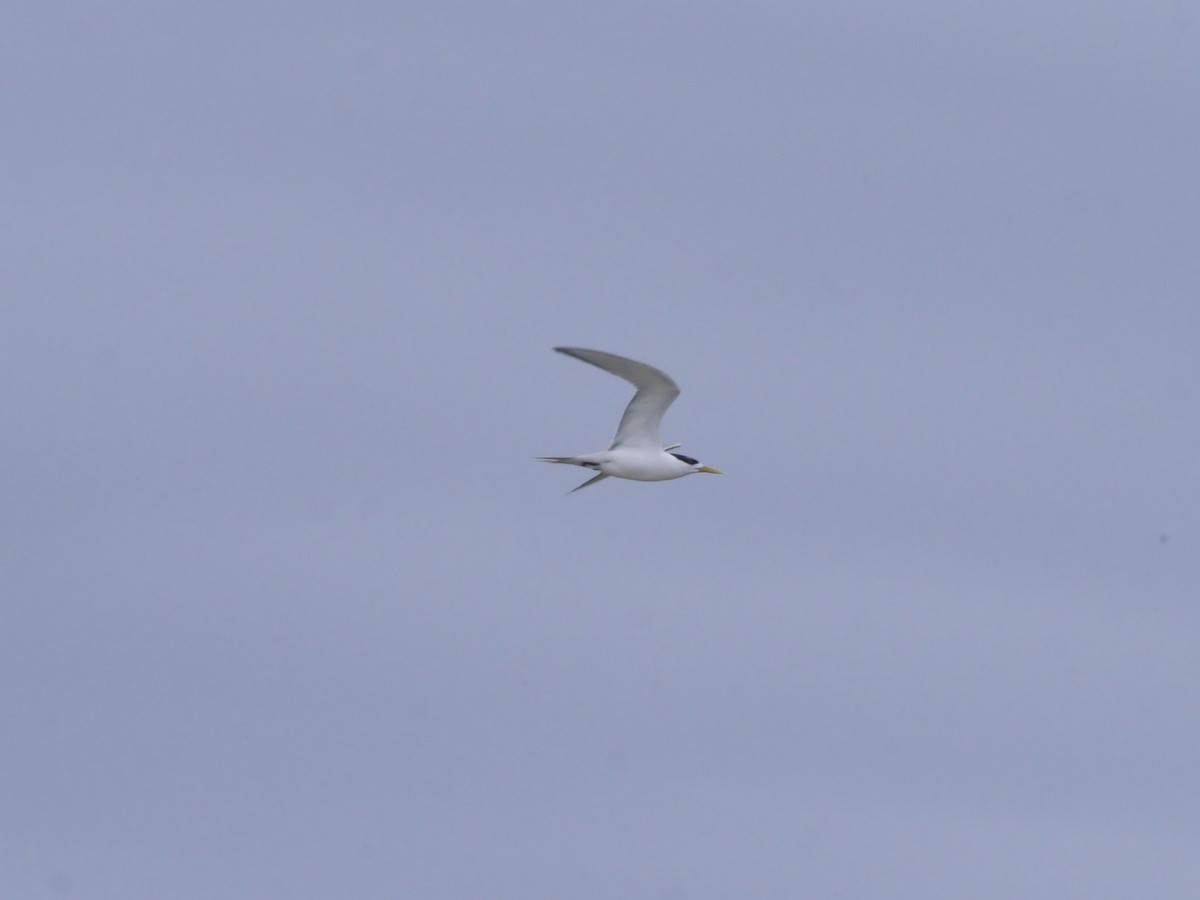 Great Crested Tern - ML647486305