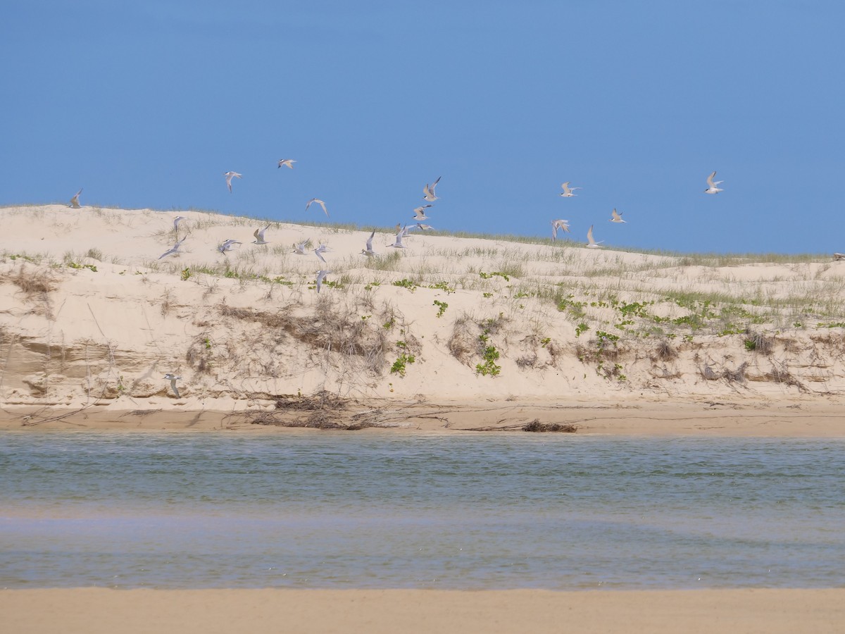 Great Crested Tern - ML647486306