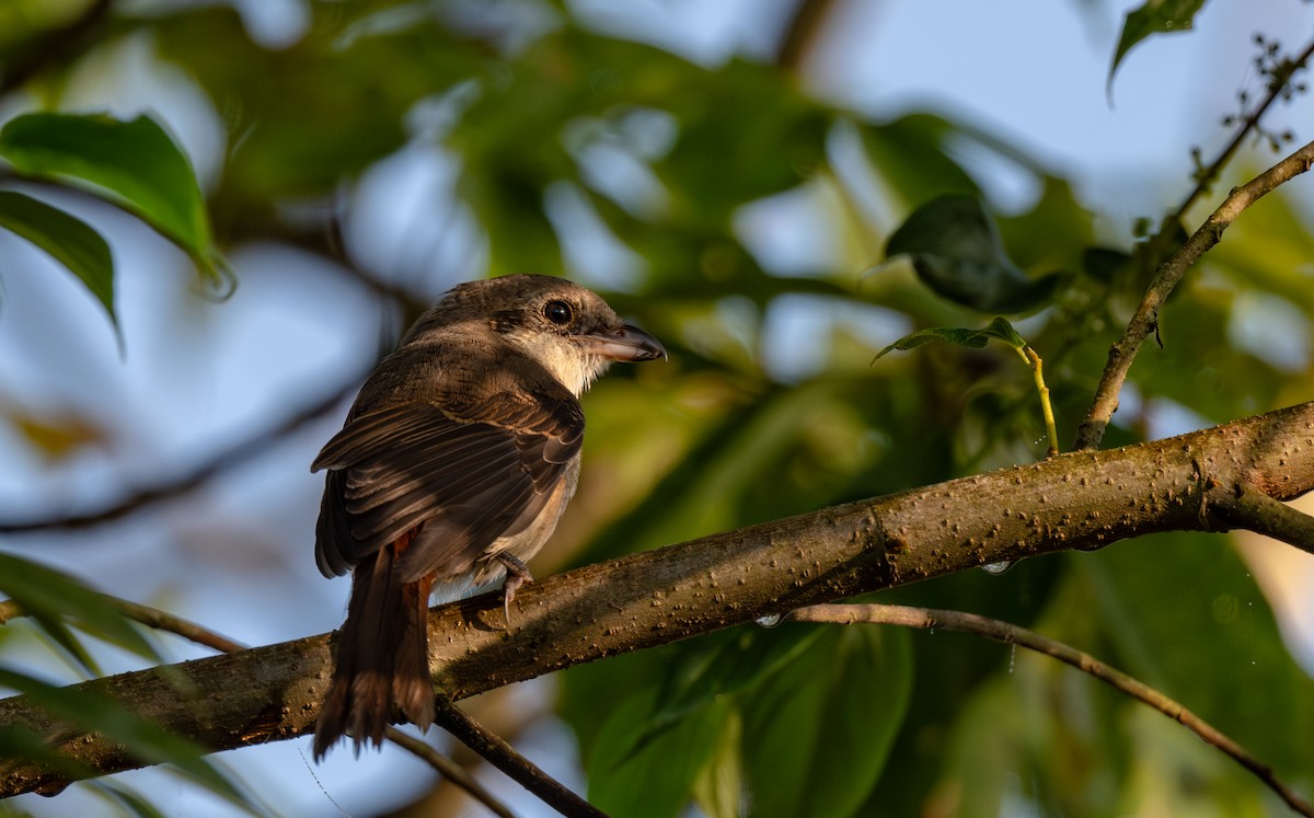 Gray-backed Shrike - ML647486312