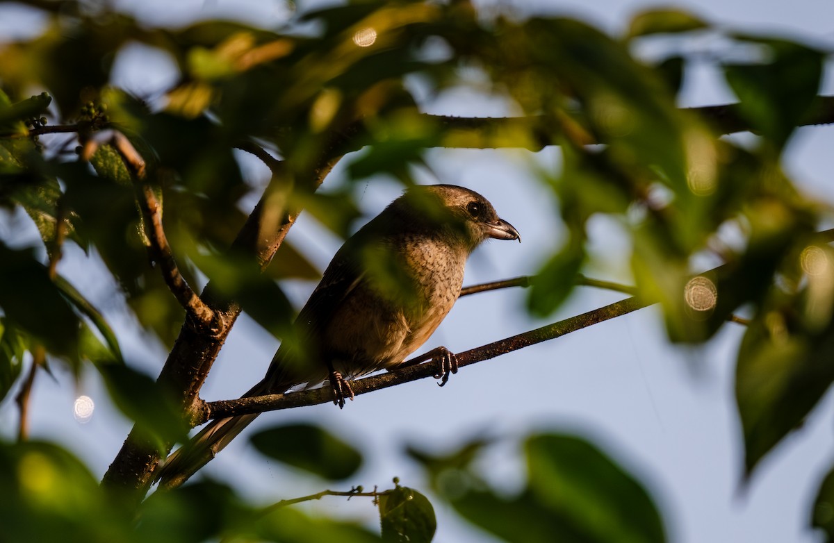 Gray-backed Shrike - ML647486313