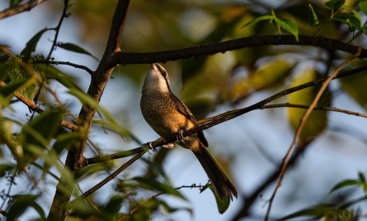 Gray-backed Shrike - ML647486314