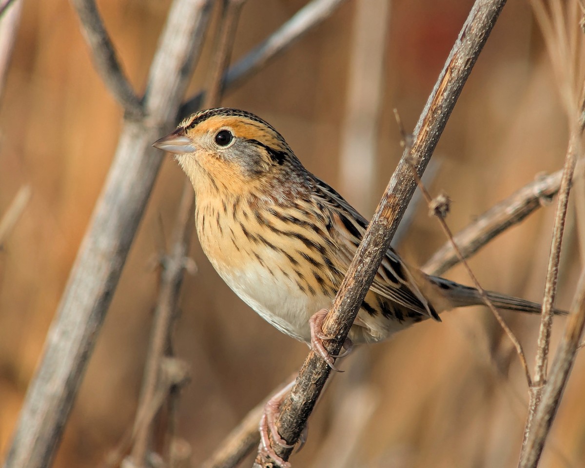 LeConte's Sparrow - ML647486331