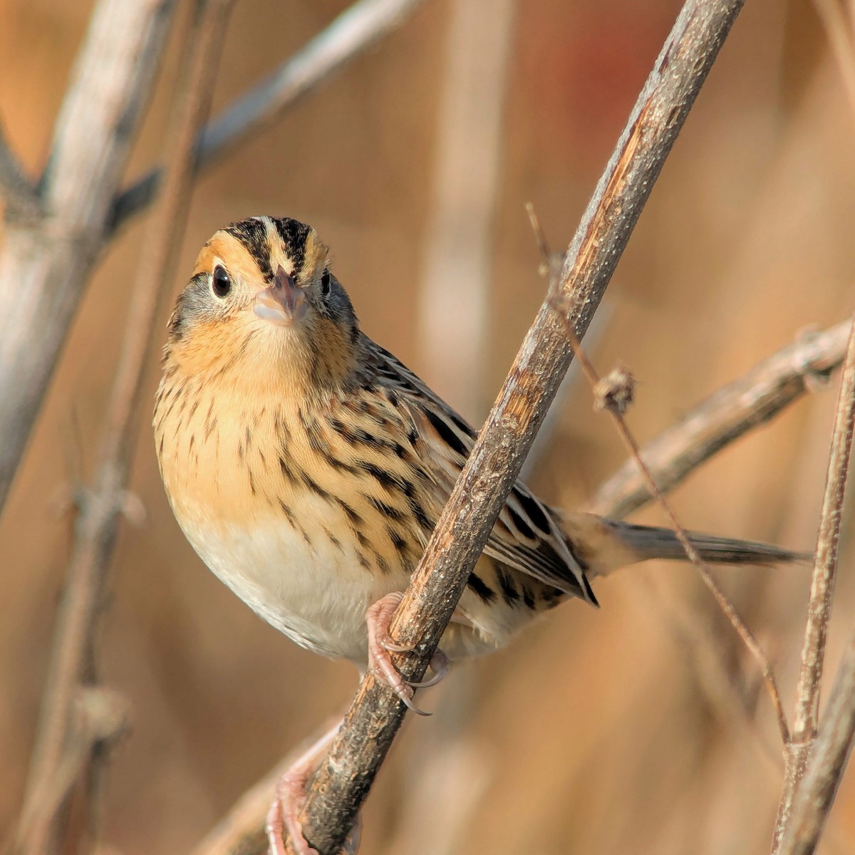 LeConte's Sparrow - ML647486332