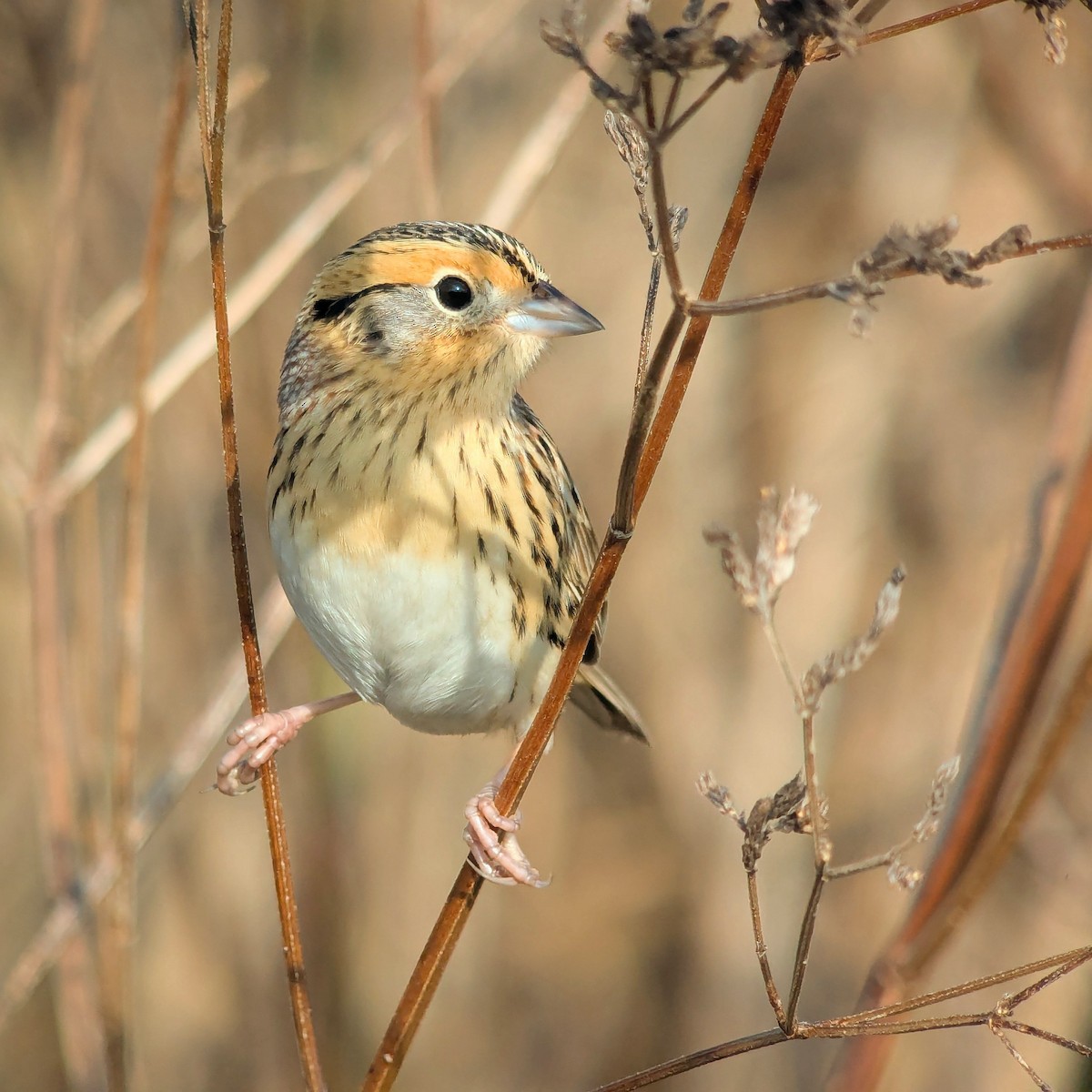 LeConte's Sparrow - ML647486333