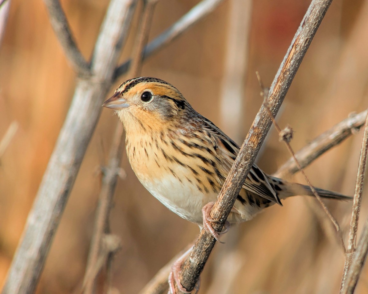 LeConte's Sparrow - ML647486334