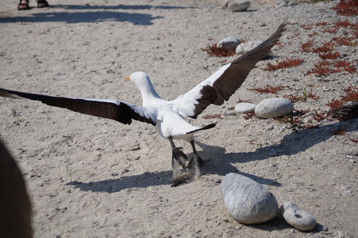 terej tichomořský - ML647486339