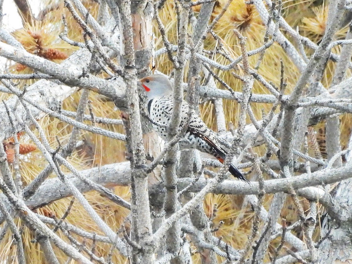 Northern Flicker - ML647486350