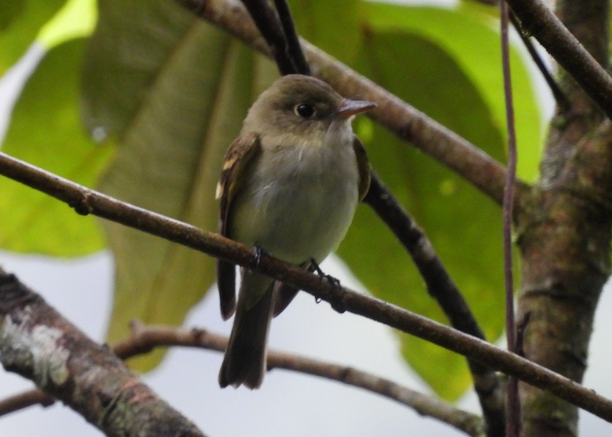 Acadian Flycatcher - ML647486352