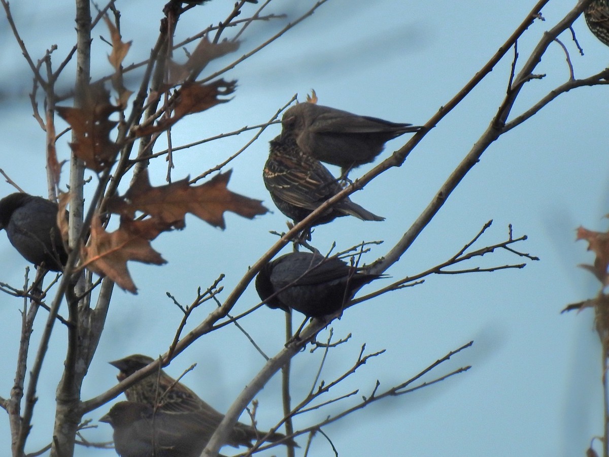 Red-winged Blackbird - ML647486356