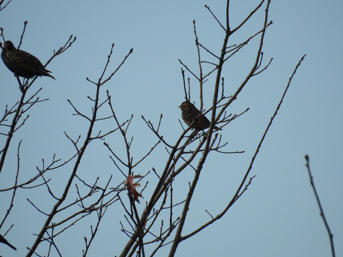 Red-winged Blackbird - ML647486357