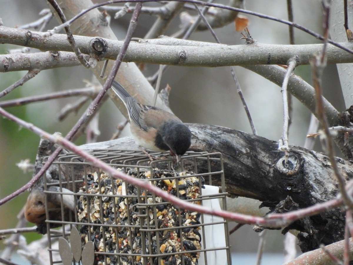 Dark-eyed Junco - ML647486366