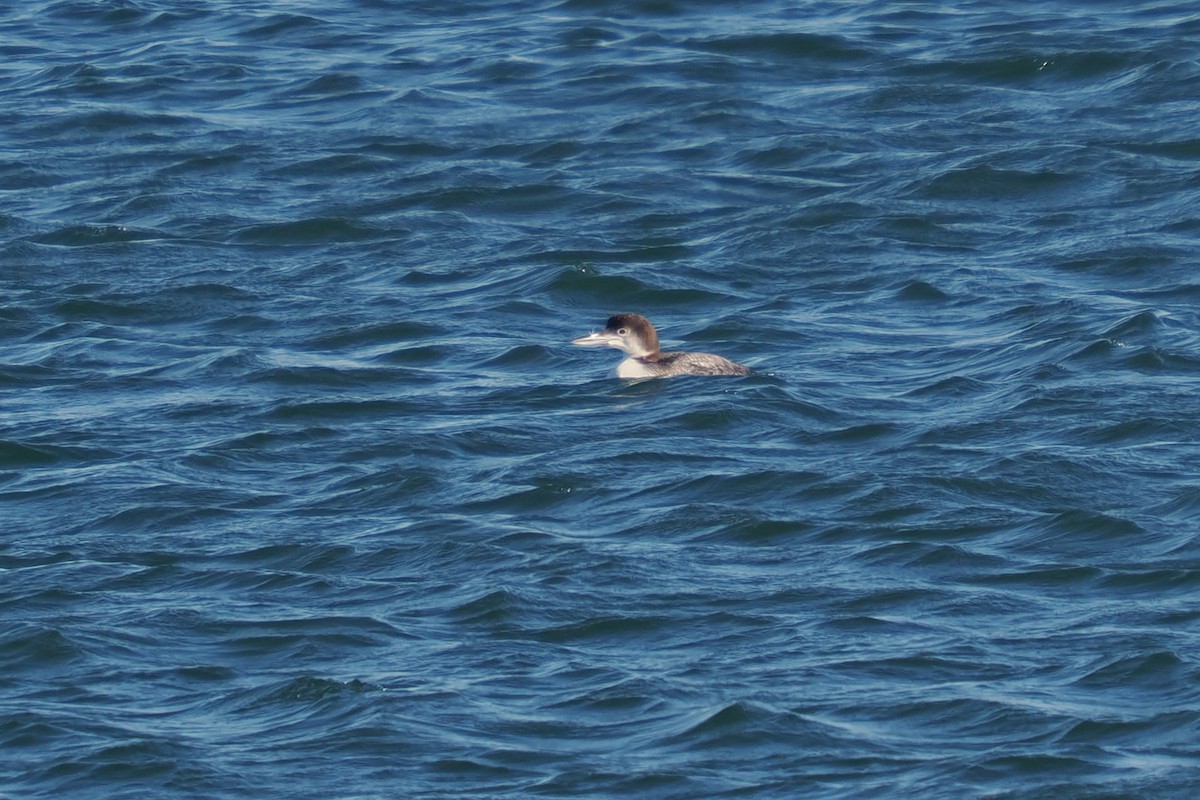 Common Loon - ML647486368