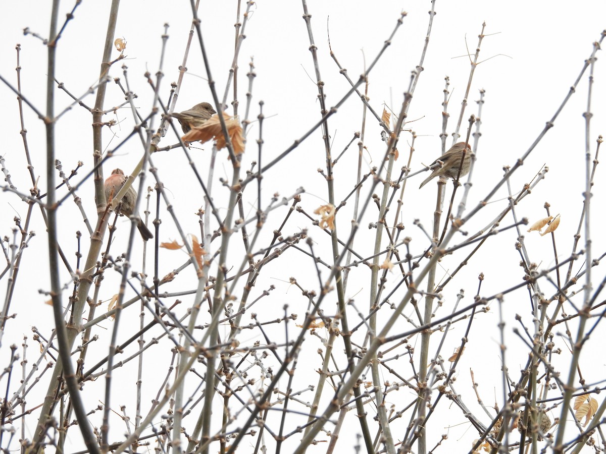 House Finch - ML647486383