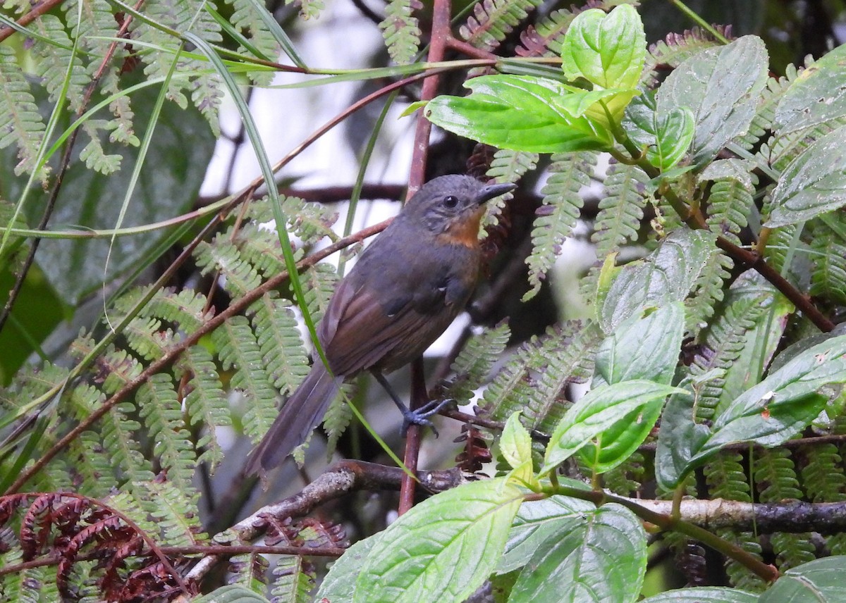 Parker's Antbird - ML647486393
