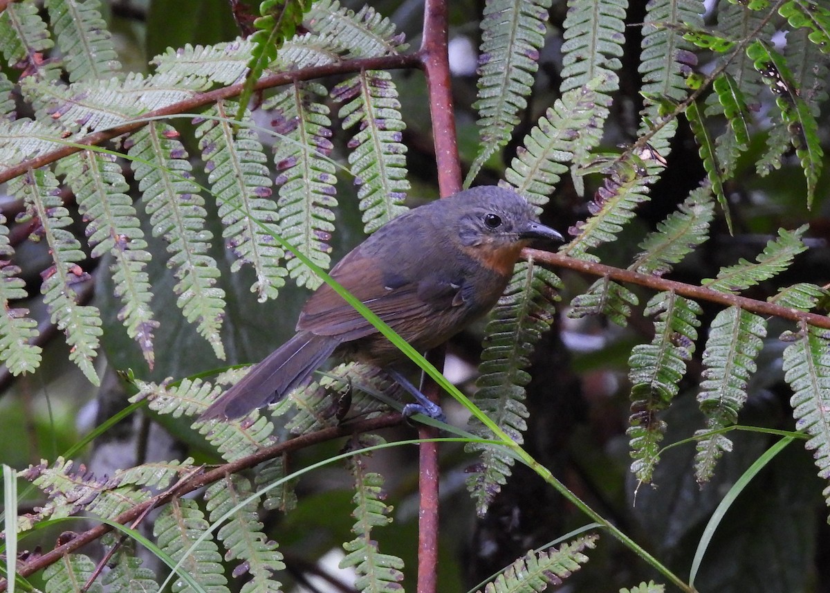 Parker's Antbird - ML647486394