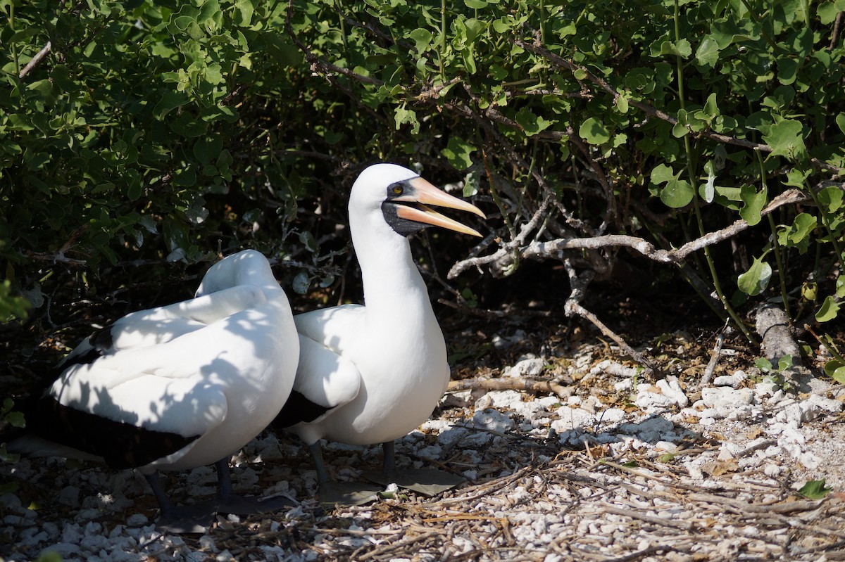 terej tichomořský - ML647486397