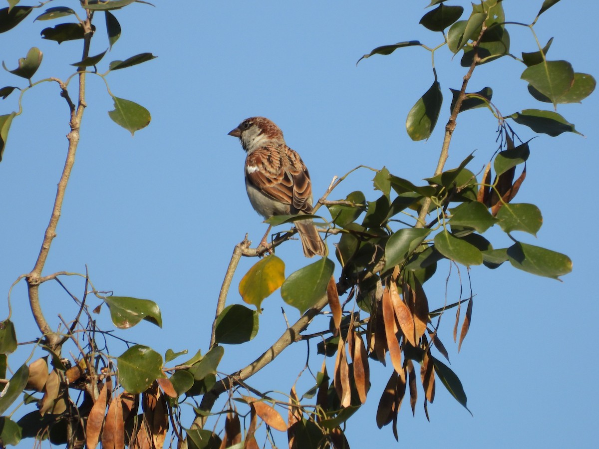 Gorrión Común - ML647486413
