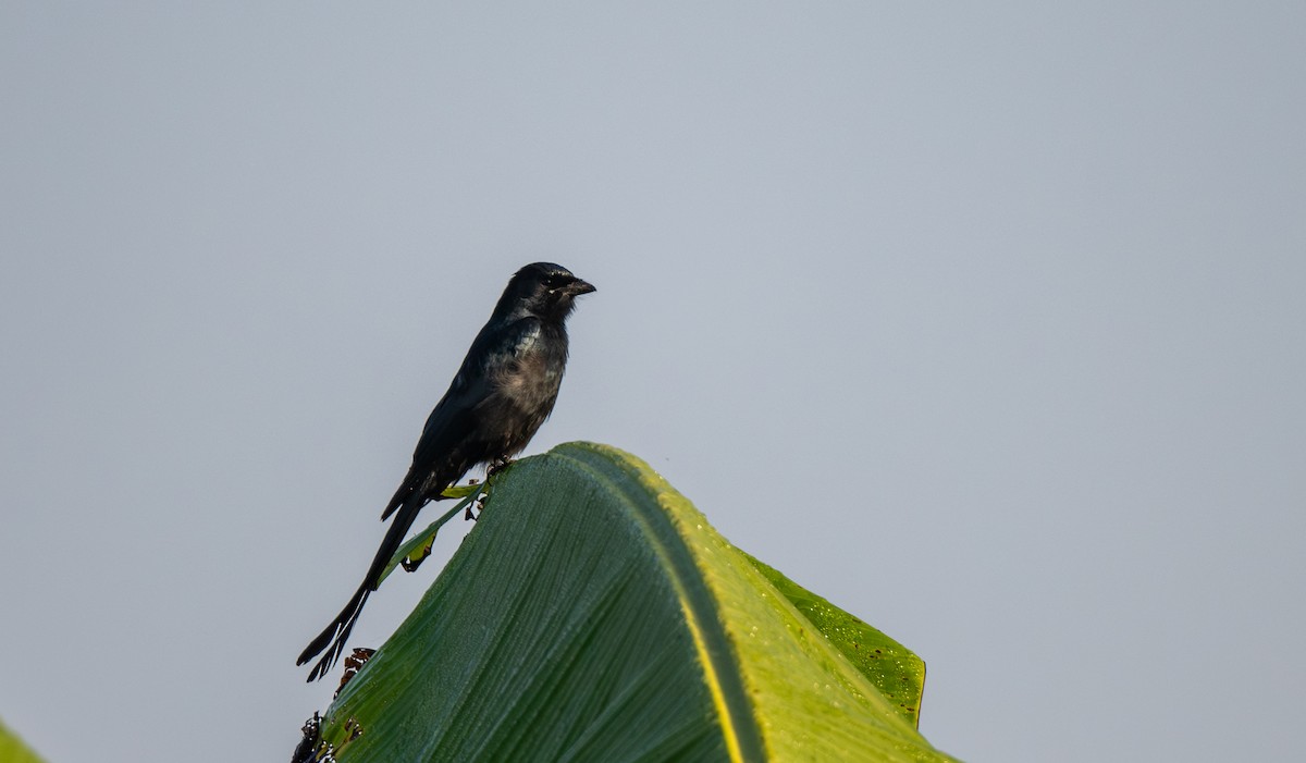 drongo černý - ML647486414