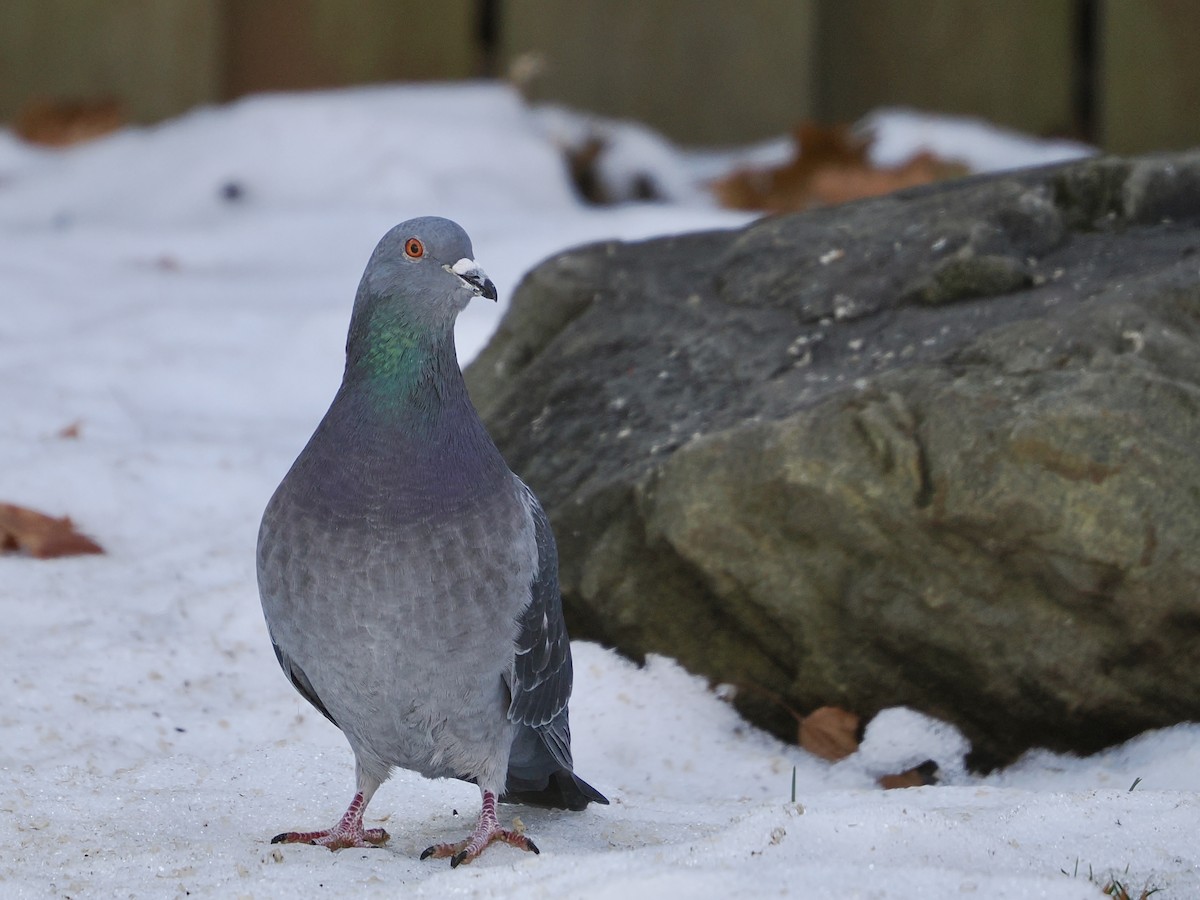 カワラバト（ドバト、家畜型） - ML647486423