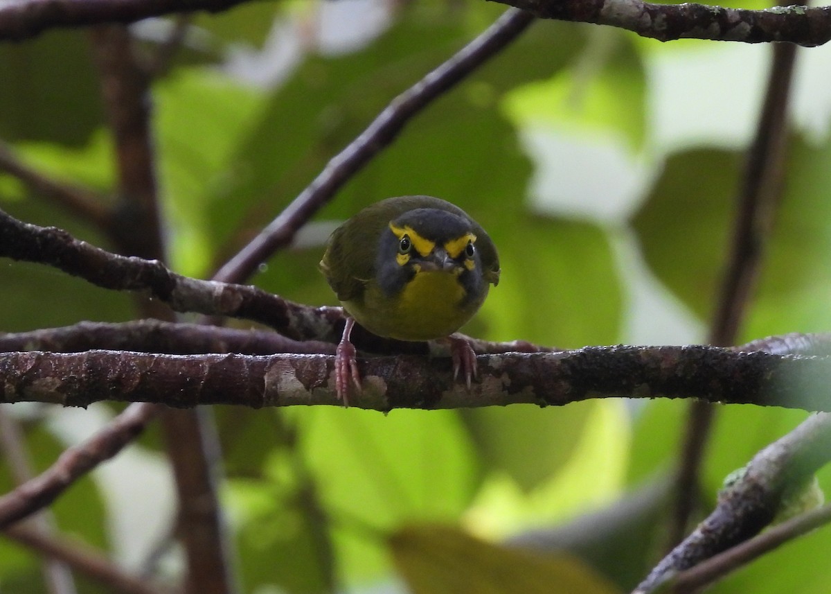 Slaty-capped Shrike-Vireo - ML647486427