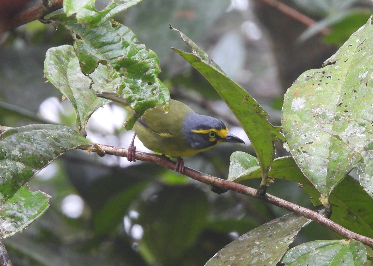 Slaty-capped Shrike-Vireo - ML647486429