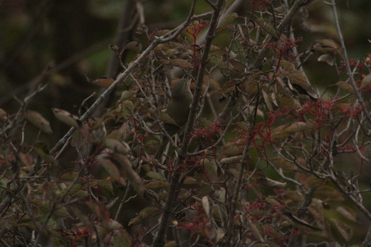 Orange-crowned Warbler (celata) - ML647486434