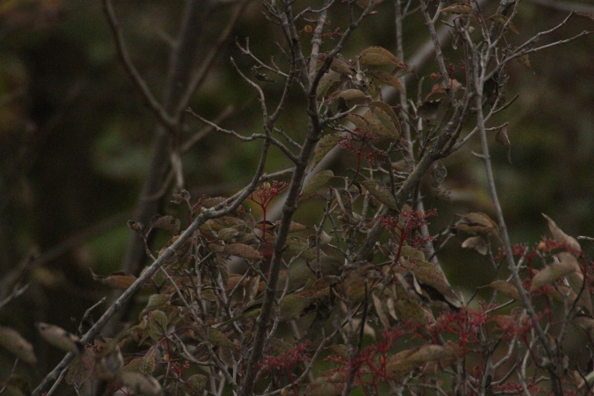 Orange-crowned Warbler (celata) - ML647486435