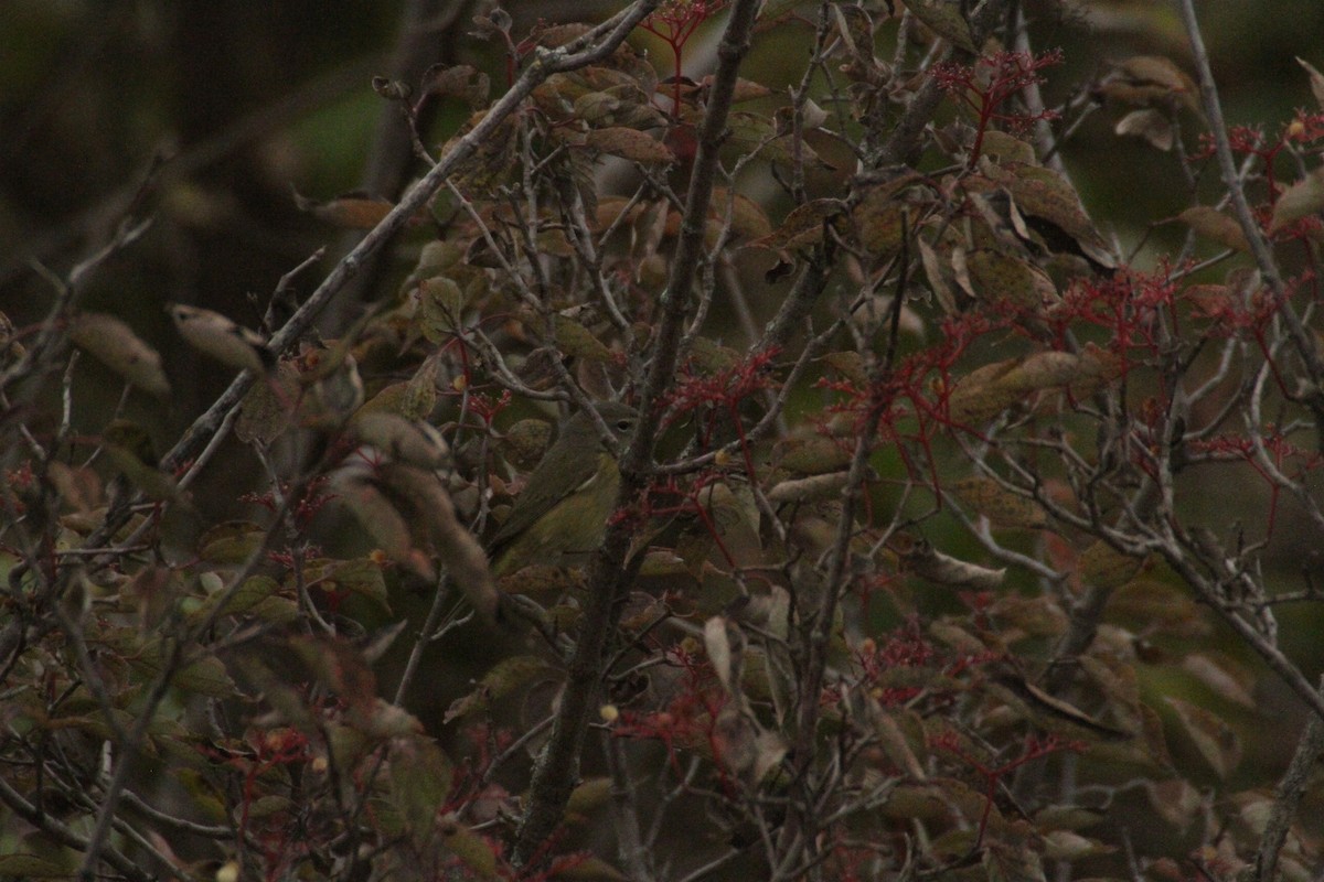 Orange-crowned Warbler (celata) - ML647486437