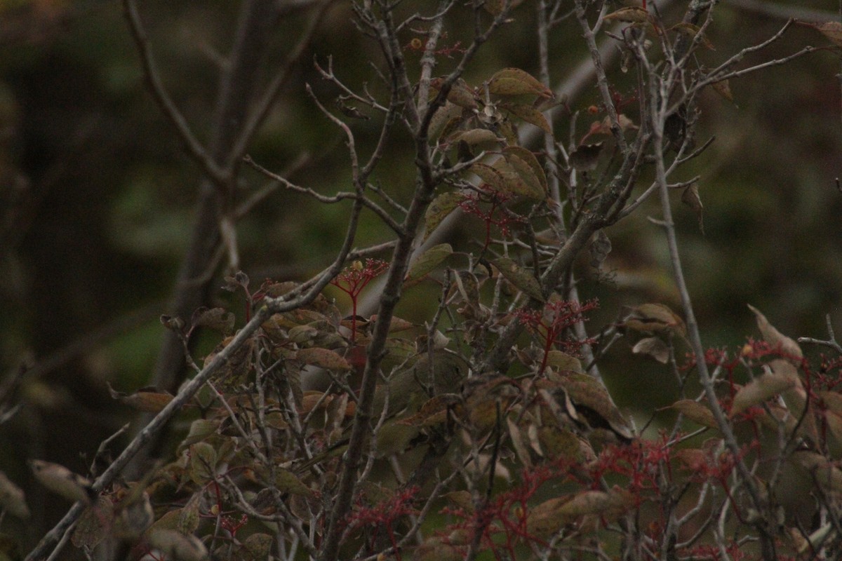 Orange-crowned Warbler (celata) - ML647486438