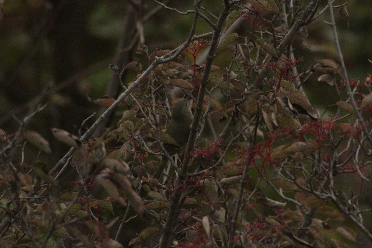 Orange-crowned Warbler (celata) - ML647486439