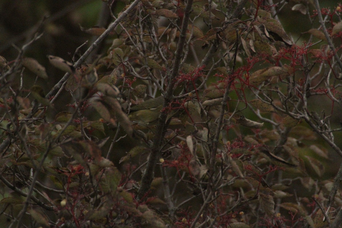 Orange-crowned Warbler (celata) - ML647486440