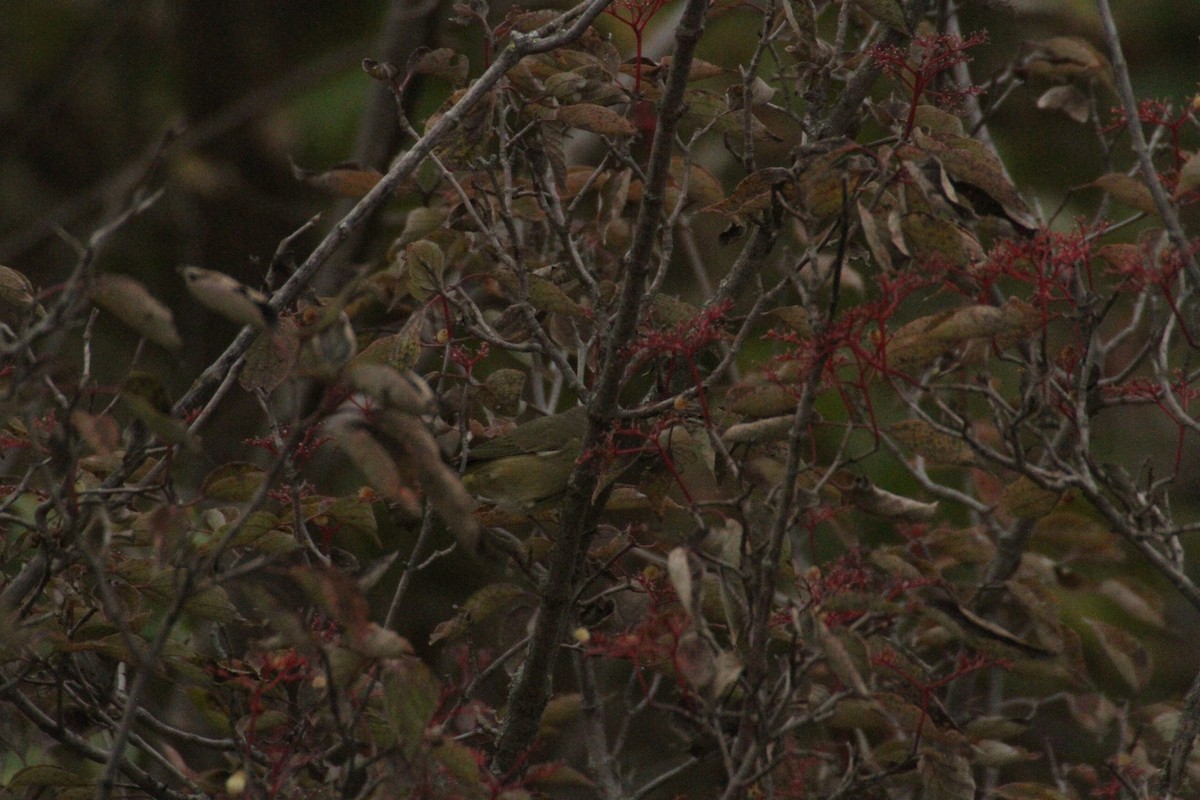Orange-crowned Warbler (celata) - ML647486441