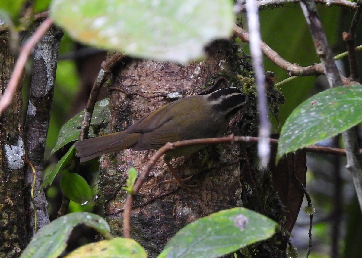 Коронник смугастоголовий - ML647486449