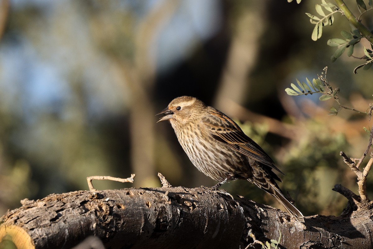 Red-winged Blackbird - ML647486457
