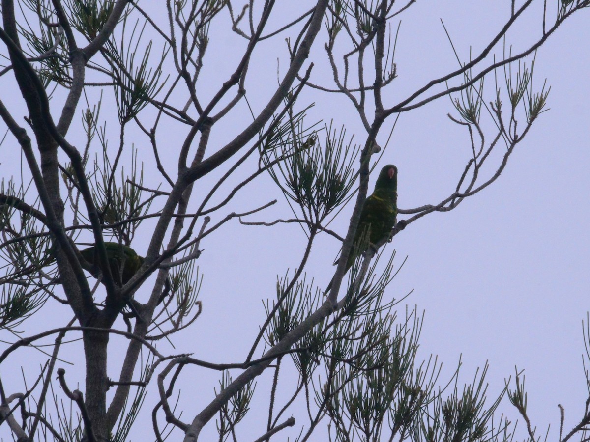 Scaly-breasted Lorikeet - ML647486461