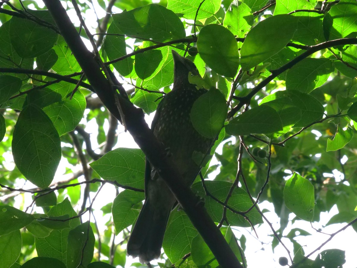 Green Catbird - ML647486468