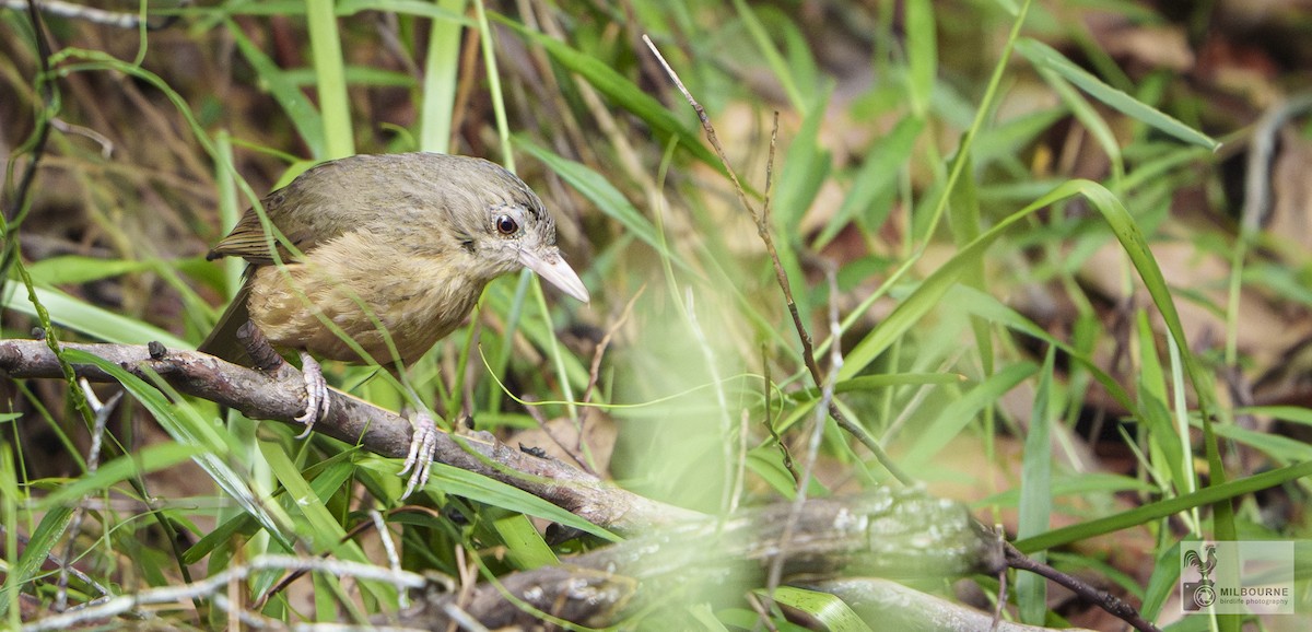 Little Shrikethrush (Rufous) - ML647486471
