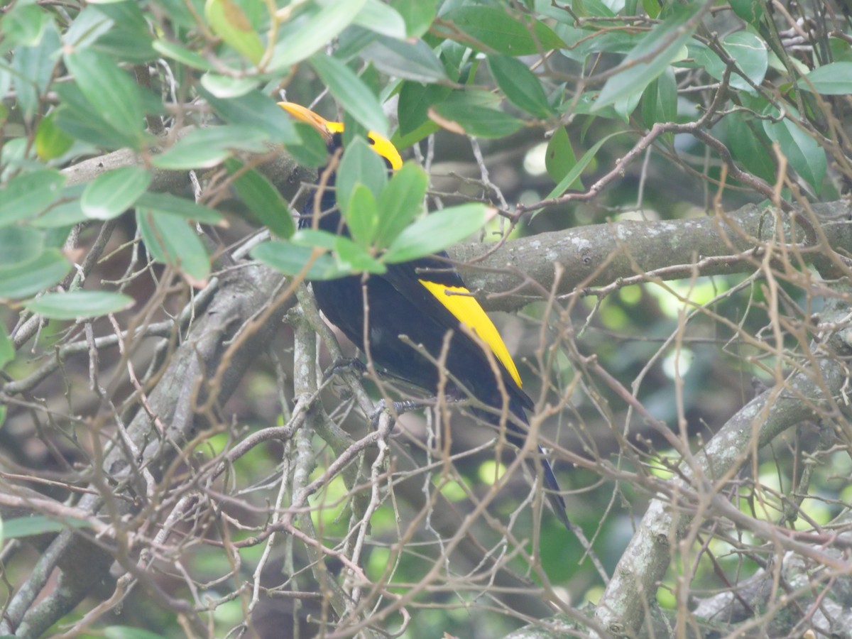 Regent Bowerbird - ML647486476