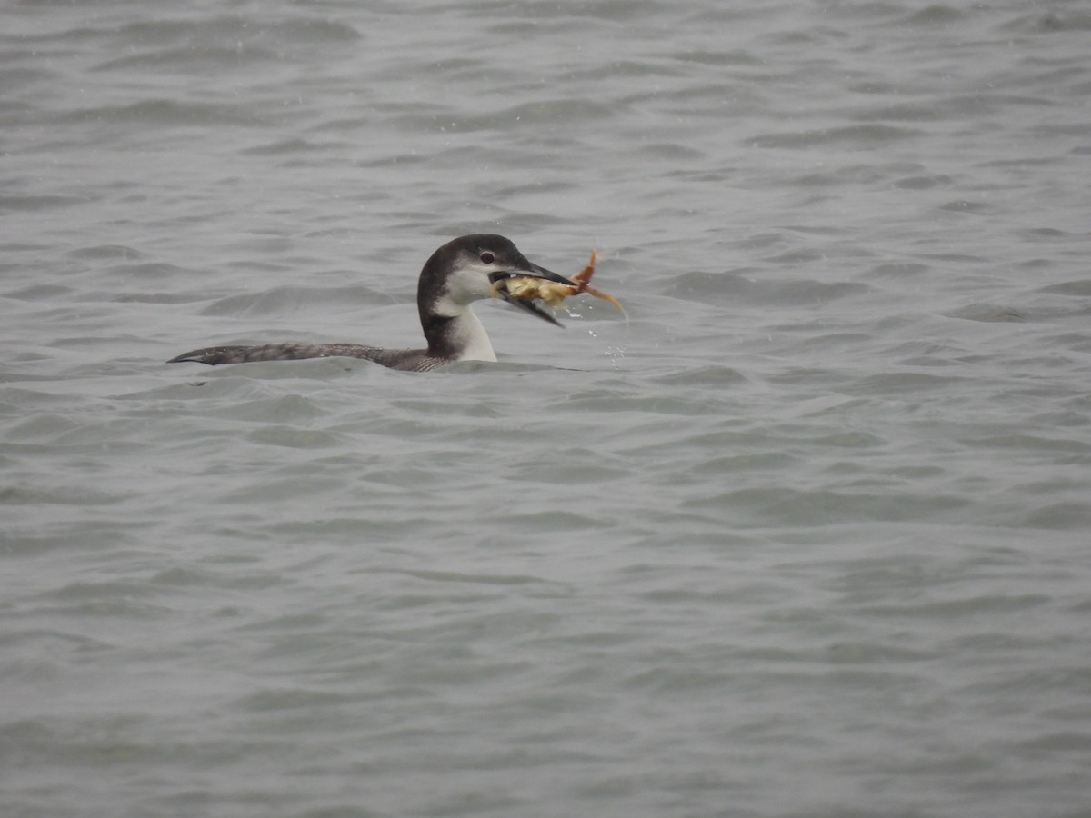 Common Loon - ML647486483