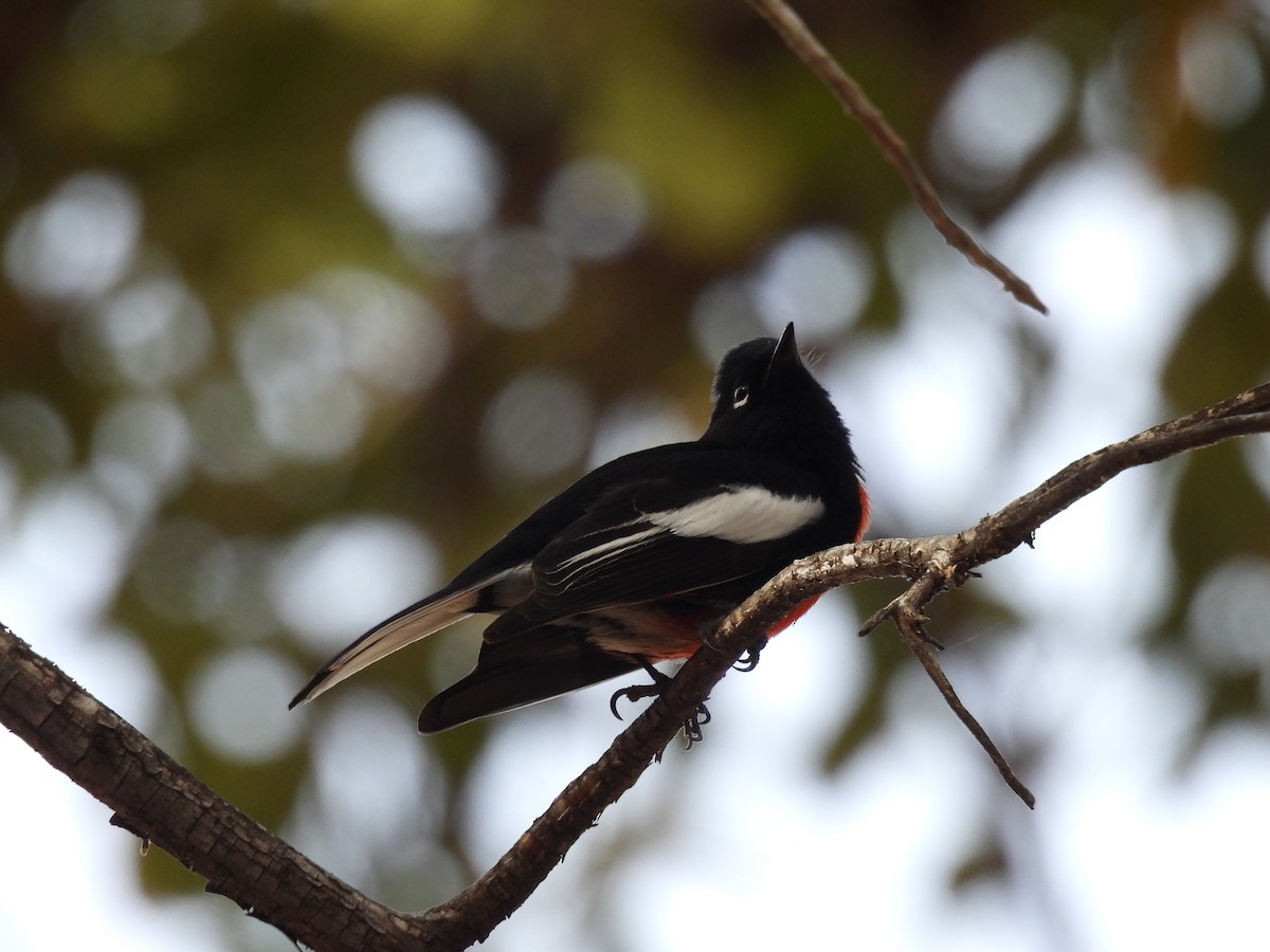 Painted Redstart - ML647486486