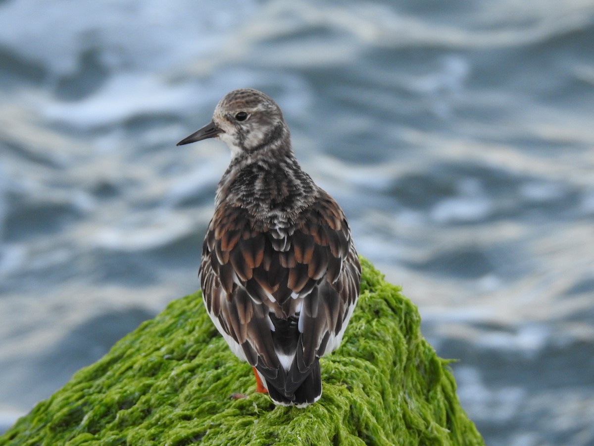 Ruddy Turnstone - ML647486487