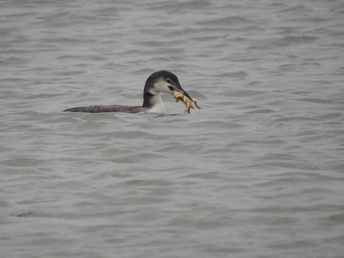 Common Loon - ML647486488