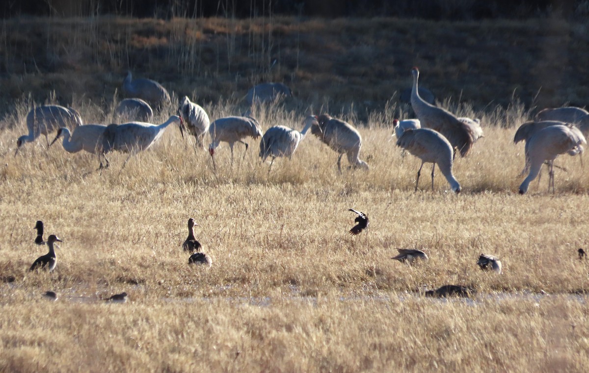 Brewer's Blackbird - ML647486491