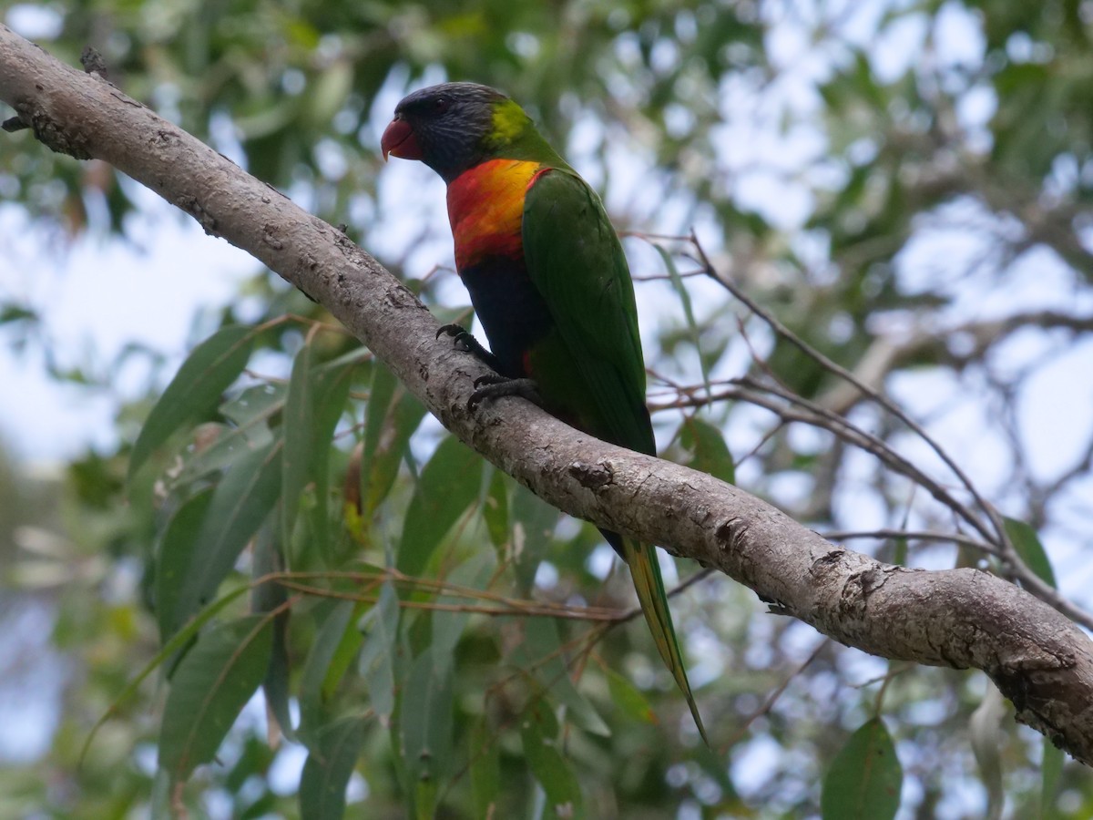 Rainbow Lorikeet - ML647486492