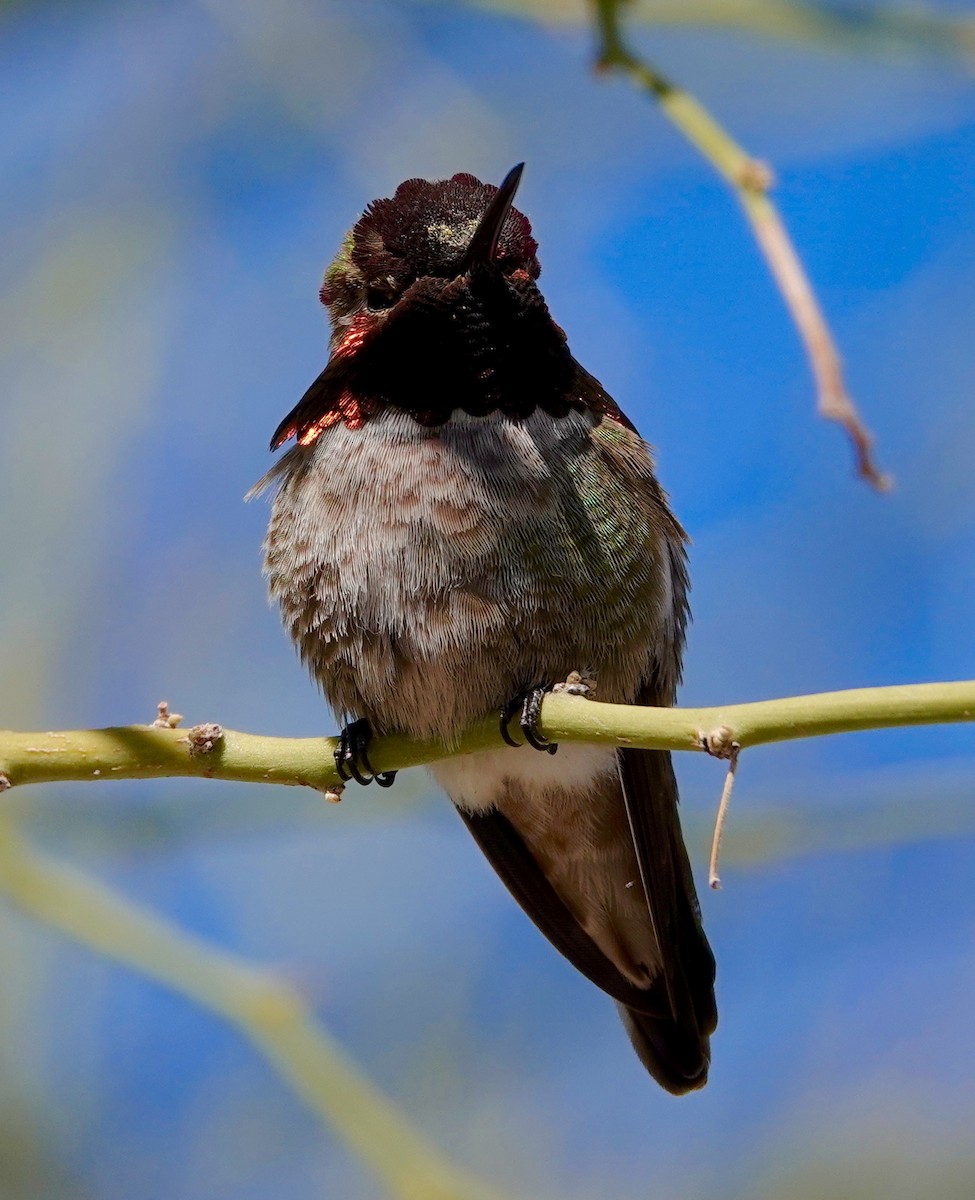 Anna's Hummingbird - ML647486493