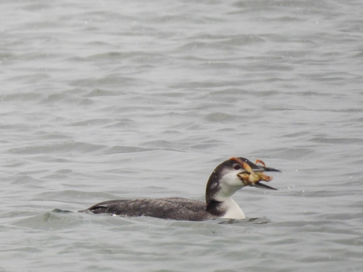 Common Loon - ML647486494